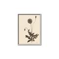 Picture of Vintage Botanical II  _GroupedProduct_Rectangle_Portrait_Canvas_Framed_