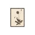 Picture of Vintage Botanical II  _GroupedProduct_Rectangle_Portrait_Canvas_Framed_