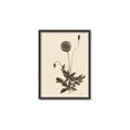 Picture of Vintage Botanical II  _GroupedProduct_Rectangle_Portrait_Canvas_Framed_