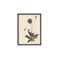Picture of Vintage Botanical II  _GroupedProduct_Rectangle_Portrait_Canvas_Framed_