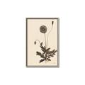 Picture of Vintage Botanical II  _GroupedProduct_Rectangle_Portrait_Canvas_Framed_