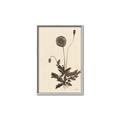 Picture of Vintage Botanical II  _GroupedProduct_Rectangle_Portrait_Canvas_Framed_