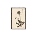 Picture of Vintage Botanical II  _GroupedProduct_Rectangle_Portrait_Canvas_Framed_