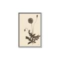 Picture of Vintage Botanical II  _GroupedProduct_Rectangle_Portrait_Canvas_Framed_