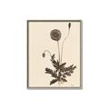 Picture of Vintage Botanical II  _GroupedProduct_Rectangle_Portrait_Canvas_Framed_