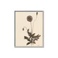 Picture of Vintage Botanical II  _GroupedProduct_Rectangle_Portrait_Canvas_Framed_