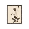 Picture of Vintage Botanical II  _GroupedProduct_Rectangle_Portrait_Canvas_Framed_
