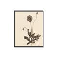 Picture of Vintage Botanical II  _GroupedProduct_Rectangle_Portrait_Canvas_Framed_