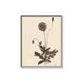 Picture of Vintage Botanical II  _GroupedProduct_Rectangle_Portrait_Canvas_Framed_