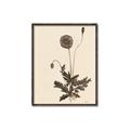 Picture of Vintage Botanical II  _GroupedProduct_Rectangle_Portrait_Canvas_Framed_