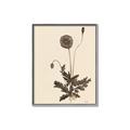 Picture of Vintage Botanical II  _GroupedProduct_Rectangle_Portrait_Canvas_Framed_