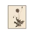 Picture of Vintage Botanical II  _GroupedProduct_Rectangle_Portrait_Canvas_Framed_