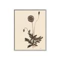 Picture of Vintage Botanical II  _GroupedProduct_Rectangle_Portrait_Canvas_Framed_