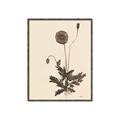 Picture of Vintage Botanical II  _GroupedProduct_Rectangle_Portrait_Canvas_Framed_