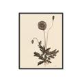 Picture of Vintage Botanical II  _GroupedProduct_Rectangle_Portrait_Canvas_Framed_
