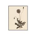 Picture of Vintage Botanical II  _GroupedProduct_Rectangle_Portrait_Canvas_Framed_