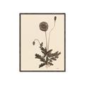 Picture of Vintage Botanical II  _GroupedProduct_Rectangle_Portrait_Canvas_Framed_