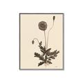 Picture of Vintage Botanical II  _GroupedProduct_Rectangle_Portrait_Canvas_Framed_