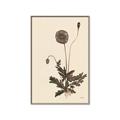 Picture of Vintage Botanical II  _GroupedProduct_Rectangle_Portrait_Canvas_Framed_