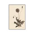 Picture of Vintage Botanical II  _GroupedProduct_Rectangle_Portrait_Canvas_Framed_