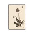 Picture of Vintage Botanical II  _GroupedProduct_Rectangle_Portrait_Canvas_Framed_