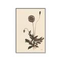 Picture of Vintage Botanical II  _GroupedProduct_Rectangle_Portrait_Canvas_Framed_