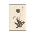 Picture of Vintage Botanical II  _GroupedProduct_Rectangle_Portrait_Canvas_Framed_