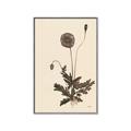 Picture of Vintage Botanical II  _GroupedProduct_Rectangle_Portrait_Canvas_Framed_
