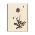 Picture of Vintage Botanical II  _GroupedProduct_Rectangle_Portrait_Canvas_Framed_