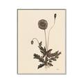 Picture of Vintage Botanical II  _GroupedProduct_Rectangle_Portrait_Canvas_Framed_