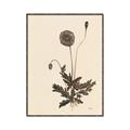Picture of Vintage Botanical II  _GroupedProduct_Rectangle_Portrait_Canvas_Framed_