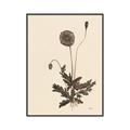 Picture of Vintage Botanical II  _GroupedProduct_Rectangle_Portrait_Canvas_Framed_