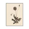 Picture of Vintage Botanical II  _GroupedProduct_Rectangle_Portrait_Canvas_Framed_