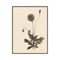 Picture of Vintage Botanical II  _GroupedProduct_Rectangle_Portrait_Canvas_Framed_