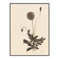 Picture of Vintage Botanical II  _GroupedProduct_Rectangle_Portrait_Canvas_Framed_