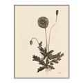 Picture of Vintage Botanical II  _GroupedProduct_Rectangle_Portrait_Canvas_Framed_