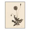 Picture of Vintage Botanical II  _GroupedProduct_Rectangle_Portrait_Canvas_Framed_