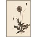 Picture of Vintage Botanical II  _GroupedProduct_Rectangle_Portrait_Canvas_Framed_
