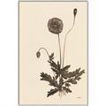 Picture of Vintage Botanical II  _GroupedProduct_Rectangle_Portrait_Canvas_Framed_