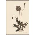 Picture of Vintage Botanical II  _GroupedProduct_Rectangle_Portrait_Canvas_Framed_