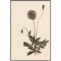 Picture of Vintage Botanical II  _GroupedProduct_Rectangle_Portrait_Canvas_Framed_