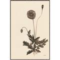 Picture of Vintage Botanical II  _GroupedProduct_Rectangle_Portrait_Canvas_Framed_