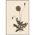 Picture of Vintage Botanical II  _GroupedProduct_Rectangle_Portrait_Canvas_Framed_