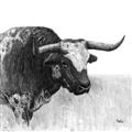 Picture of Sketched Horned Cow _GroupedProduct_Square_Unframed_Print_Only_