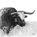 Picture of Sketched Horned Cow _GroupedProduct_Square_Unframed_Print_Only_