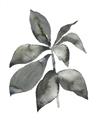 Picture of Black Watercolour Botanical I _GroupedProduct_Rectangle_Portrait_Unframed_Print_Only_