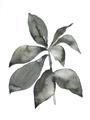 Picture of Black Watercolour Botanical I _GroupedProduct_Rectangle_Portrait_Unframed_Print_Only_