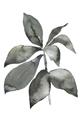 Picture of Black Watercolour Botanical I _GroupedProduct_Rectangle_Portrait_Unframed_Print_Only_