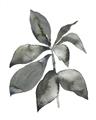 Picture of Black Watercolour Botanical I _GroupedProduct_Rectangle_Portrait_Unframed_Print_Only_