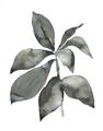 Picture of Black Watercolour Botanical I _GroupedProduct_Rectangle_Portrait_Unframed_Print_Only_